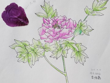 素描小班【彩铅】李维嘉